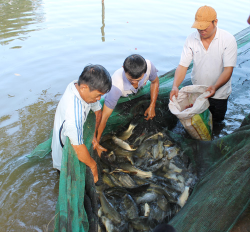 Mô hình nuôi cá chép V1 tại hộ ông Nguyễn Khuôn, thôn 1A, xã Ea M’nang (huyện Cư M’gar).
