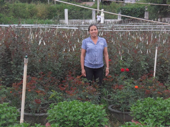 Vườn hoa hồng kết hợp hệ thống tưới phun mưa của gia đình chị Vân mang lại hiệu quả kinh tế cao.