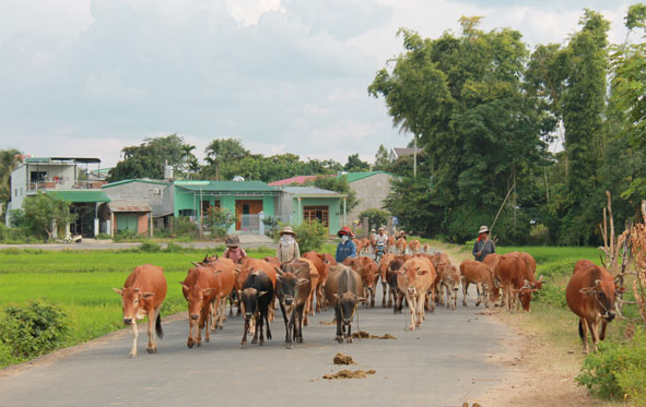 Phát triển sản xuất đi đôi với bảo vệ môi trường đang là vấn đề  khó khăn đối với huyện Lak.  (Trong ảnh: Tình trạng chăn bò thả rông ở địa phương gây ô nhiễm môi trường)