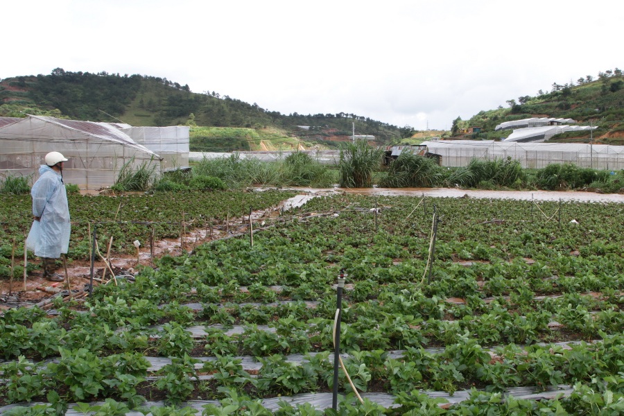 Những vườn dâu tây nát bươm sau trận mưa đá lịch sử