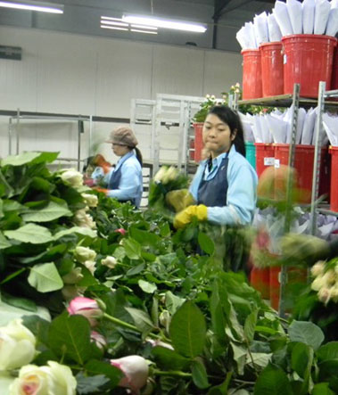Hoa hồng từ trang trại hoa Dalat Hasfarm được đóng gói xuất khẩu  sang thị trường các nước châu Á.