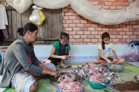 Nạo thịt cá thát lát tại một cơ sở chế biến chả cá thát lát ở thị trấn Liên Sơn.