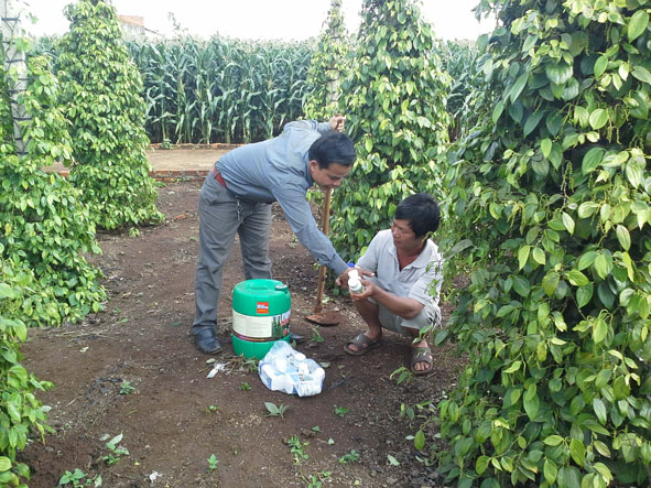 Một số hộ dân ở xã Ea Kao (TP. Buôn Ma Thuột) đang sử dụng sản phẩm phân vi sinh để bón cho vườn tiêu của gia đình.