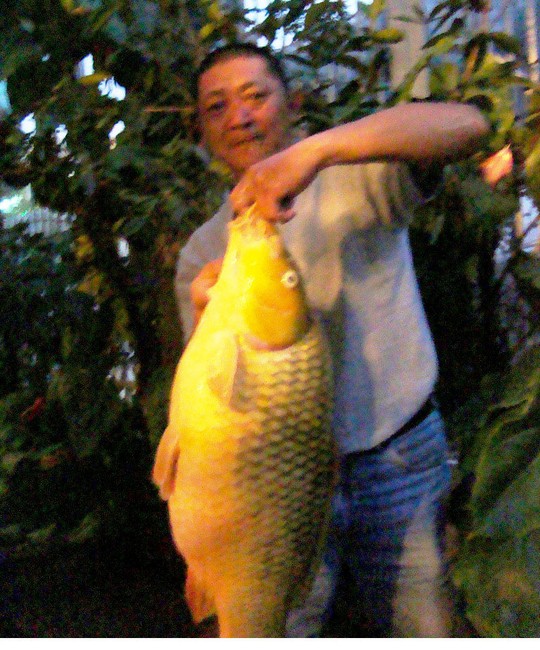 Con cá chép vàng dài gần 1m, nặng hơn 10kg do anh Nguyễn Thúc Hưng câu được