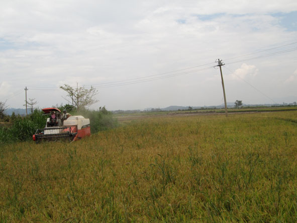 Người dân xã Bình Hòa, huyện Krông Ana thu hoạch lúa bằng máy gặt đập liên hoàn.