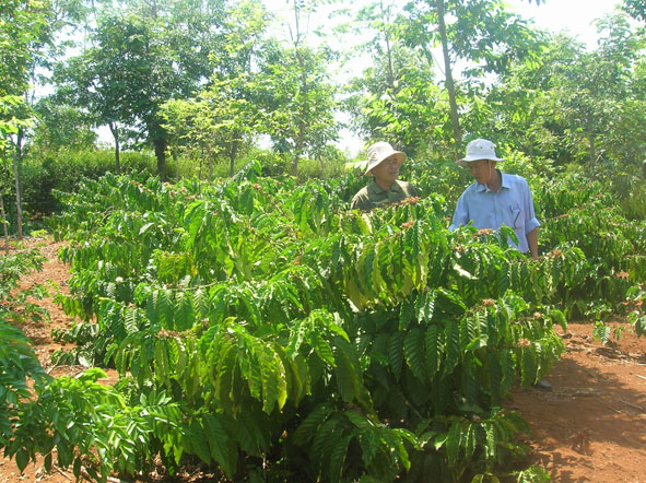 Một vườn cà phê tái canh tại huyện Cư M’gar.