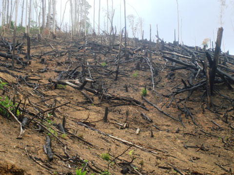 Rừng bị lấn chiếm tại xã Cư Pui, huyện Krông Bông.