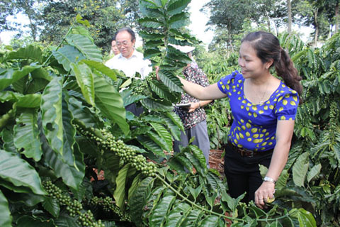 Cán bộ Sở NN – PTNT kiểm tra thực địa vườn cà phê theo mô hình phát triển bền vững của Công ty TNHH MTV Cà phê Thắng Lợi.