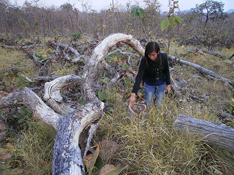 Nhiều diện tích rừng giao khoán cho dân ở huyện Ea Súp (tỉnh tỉnh Đắk Lắk bị tàn phá. Ảnh: Cao Nguyên