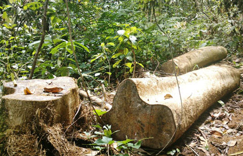 Một cây gỗ quý tại vùng đệm Vườn Quốc gia Bến En (tỉnh Thanh Hóa) bị lâm tặc đốn hạ. Ảnh: Tuấn Minh