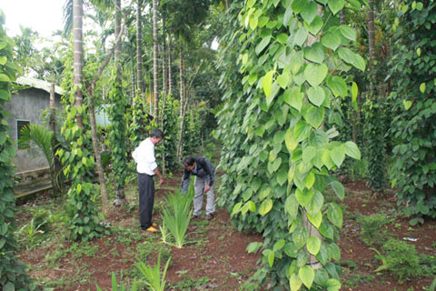 Các loại cây dược liệu và dây hồ tiêu trồng trái phép trên thượng nguồn  Trạm bơm nước Kotam.