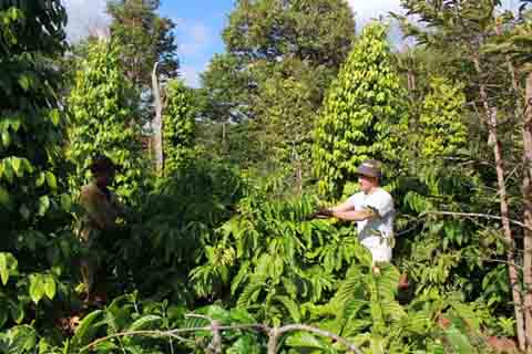 Vườn cà phê sản xuất theo hướng bền vững tại xã Cư Êbur, TP. Buôn Ma Thuột