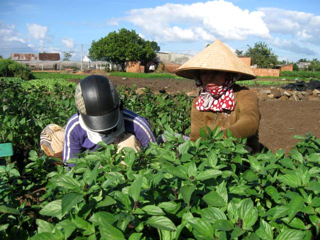 Nông dân phường Khánh Xuân đang thu hoạch rau
