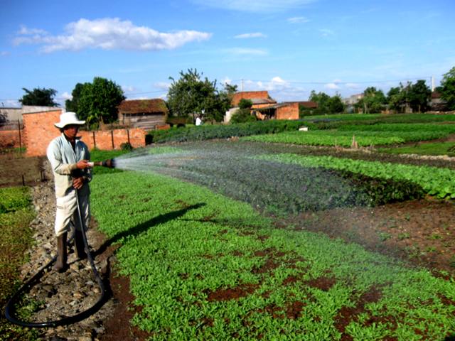 Một nông dân phường Khánh Xuân đang chăm sóc vườn rau để phục vụ thị trường sau Tết