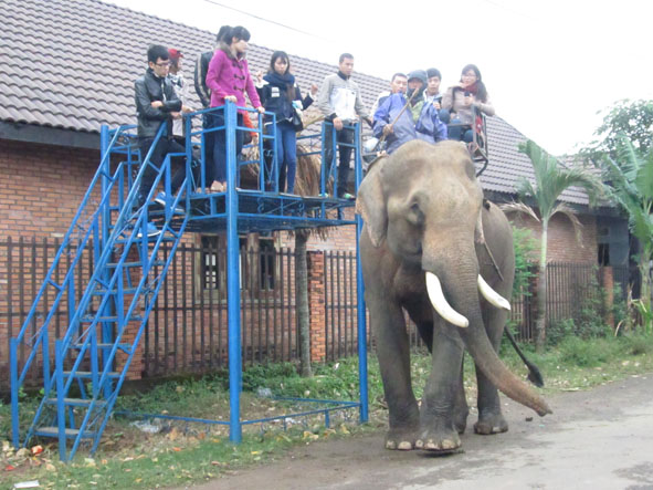 Một nài voi đón khách du lịch tại HTX Du lịch Buôn Jun.