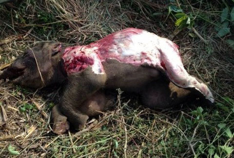 Con voi chết trong tình trạng bị lột da và 4 đế chân. Ảnh do cơ quan chức năng cung cấp