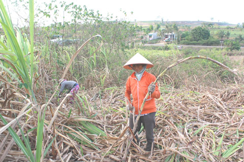 Nông dân xã Ea Pil đang thu hoạch mía