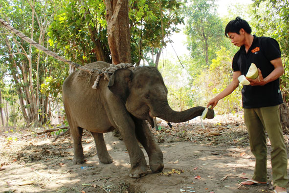 Cán bộ Trung tâm Bảo tồn voi cho voi ăn. 