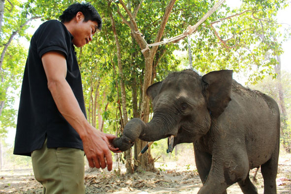 Cán bộ Trung tâm Bảo tồn voi đang chăm sóc voi rừng bị thương.