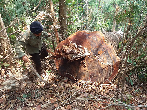 Một gốc cây lớn 4 người ôm bị đốn hạ trong rừng thuộc Tiểu khu 187 do Ban Quản lý rừng phòng hộ Đông Bắc Chư Pah quản lý