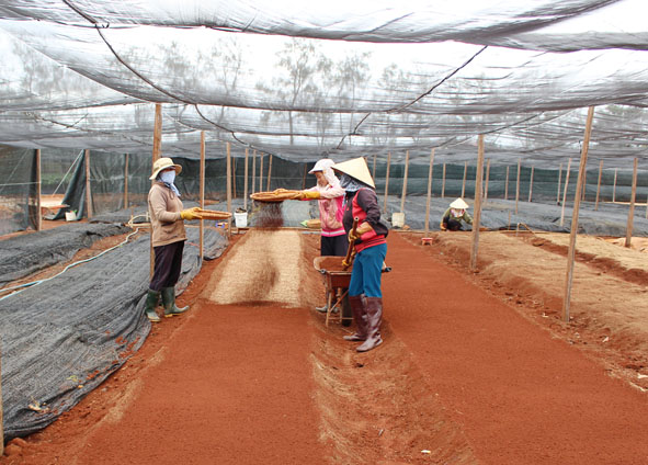 Làm đất chuẩn bị ươm cây giống tại Công ty TNHH Tư vấn đầu tư và phát triển Nông lâm nghiệp Ea Kmat.