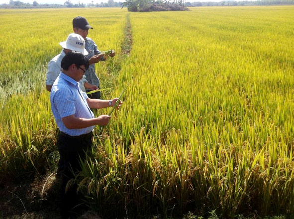 Cán bộ của Công ty Cổ phần Vật tư nông nghiệp Dak Lak  và Phòng NN-PTNT huyện đang kiểm tra lúa trong mô hình  cánh đồng mẫu.