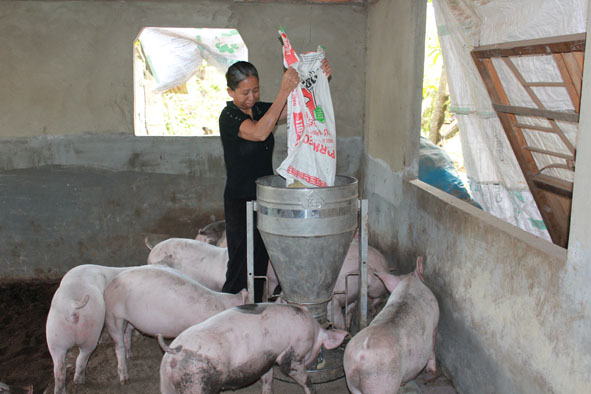 Nông dân xã Hòa Hiệp, huyện Cư Kuin đang chăm sóc đàn heo.