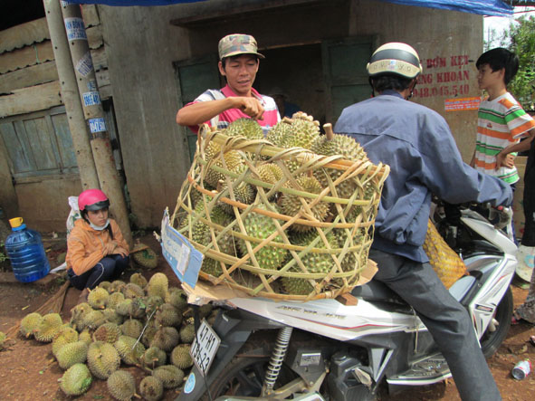 Một vựa thu mua trái cây tại xã Cư Suê, huyện Cư M’gar.