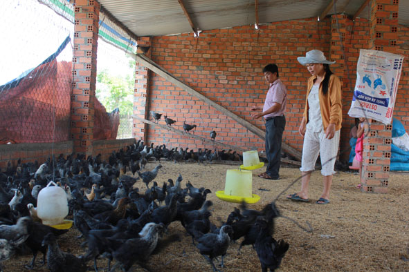 Cán bộ nông nghiệp huyện Cư M’gar kiểm tra mô hình chăn nuôi gà Hmông tại xã Ea M’droh.