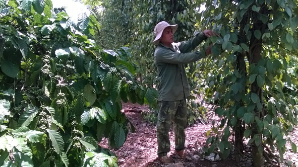 Anh Huyên đang chăm sóc vườn cà phê xen hồ tiêu.
