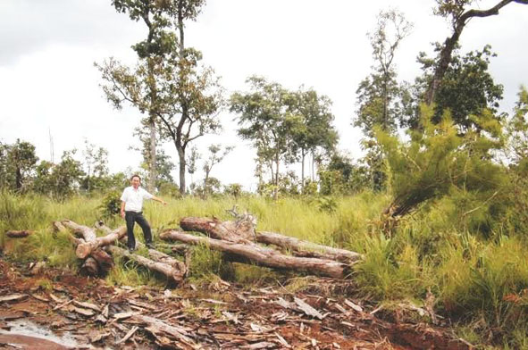 Rừng thuộc dự án của Công ty Hoàng Nguyễn bị chặt phá, khai thác trái phép.