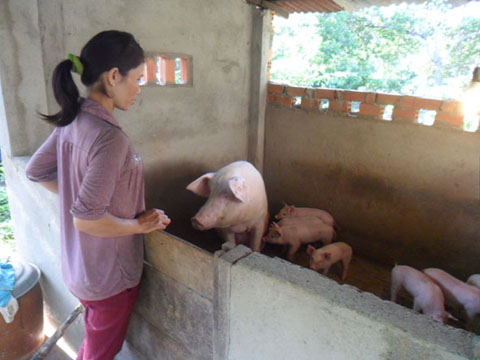 Chị Nguyễn Thị Thường ở thôn 7,  xã Tân Hòa, chăm sóc đàn heo của gia đình.