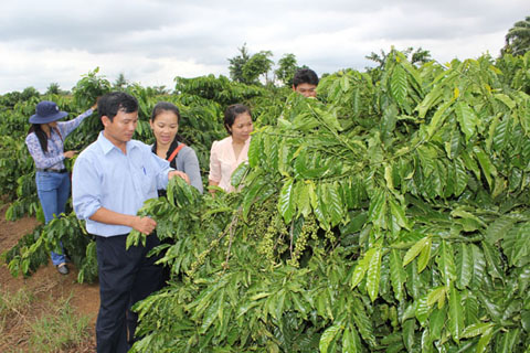 Cán bộ Sở NN – PTNT tham quan mô hình cà phê bền vững tại xã Ea M’nang (Cư M’gar).