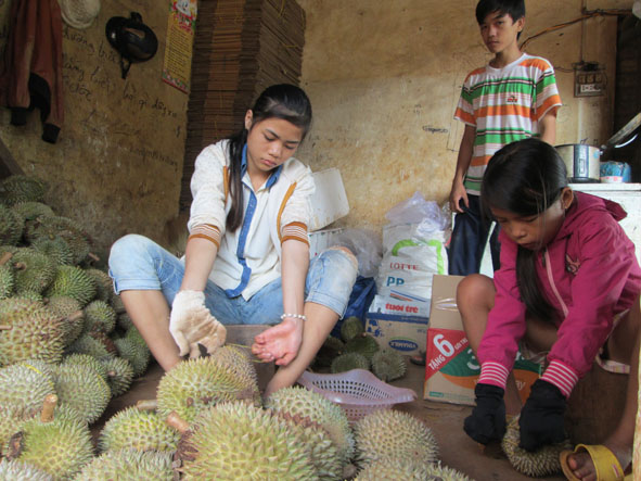 Kiểm tra sầu riêng trước khi đóng gói, xuất bán tại một cơ sở  thu mua trái cây  ở huyện Cư M’gar.