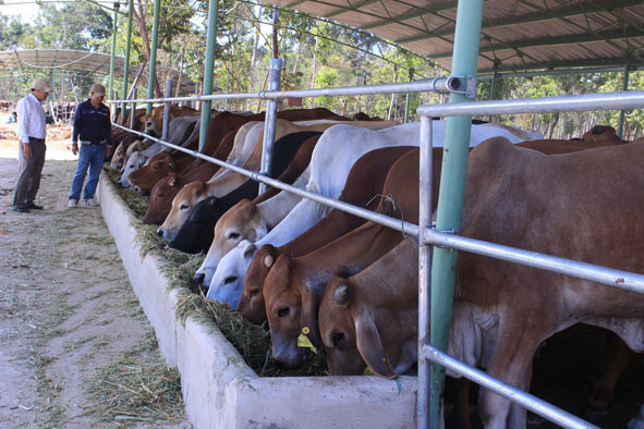 Trang trại chăn nuôi bò sinh sản tại Công ty  Cổ phần Hoàng Anh Đắk Lắk.