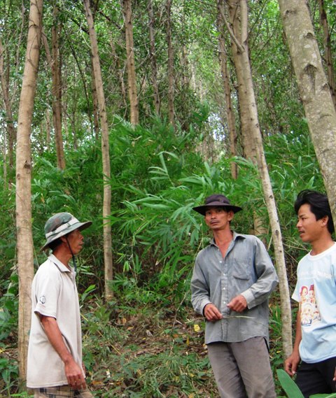 Rừng trồng liên kết ở huyện Krông Bông. Ảnh minh họa