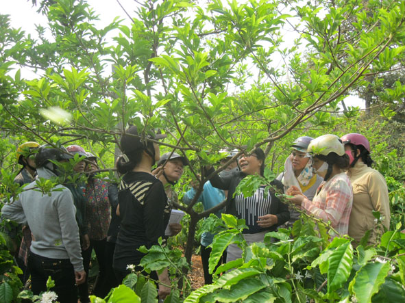 Nông dân được tập huấn về kỹ thuật chăm sóc cây na tại vườn na thôn 2, xã Cư Êbur (TP. Buôn Ma Thuột). Ảnh: C. Lai