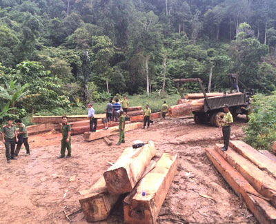 Bãi tập kết gỗ lậu ngay cửa rừng thuộc quản lý của Ban Quản lý rừng phòng hộ núi Vọng Phu