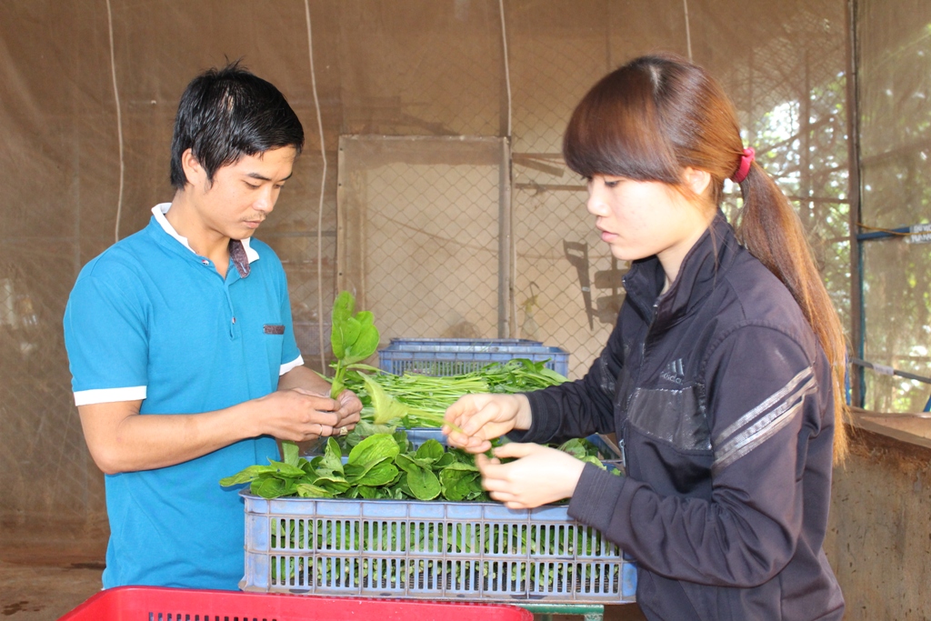 Phân loại sản phẩm nông nghiệp trước khi đưa ra đưa ra thị trường tại Công ty TNHH Nico Nico Yasai.