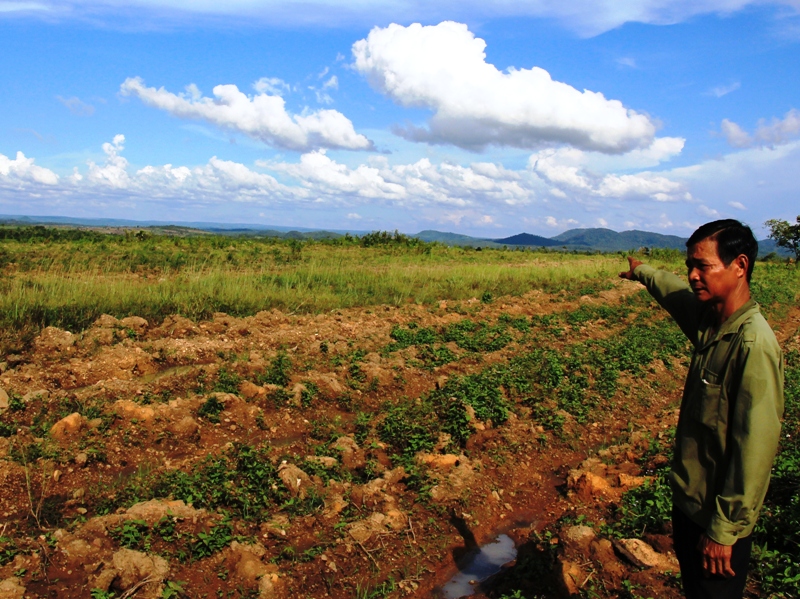 Diện tích trồng cao su thí điểm của Công ty TNHH Anh Quốc tại xã Cư M’lan, huyện Ea Súp nay chỉ còn là bãi đất trống