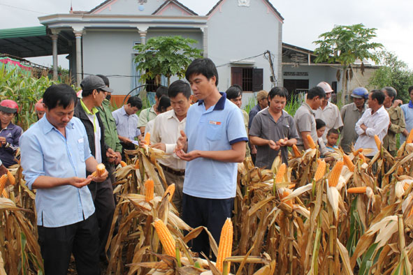 Nông dân huyện Cư M'gar tham quan mô hình trồng ngô tại xã Quảng Hiệp.   Ảnh: M. Thông
