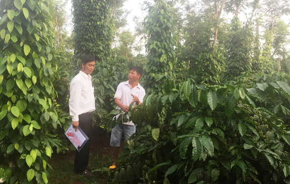   Cán bộ Phòng NN-PTNT huyện M'Đrắk thăm vườn tiêu của nông dân xã Ea Lai. Ảnh:  M. Thông