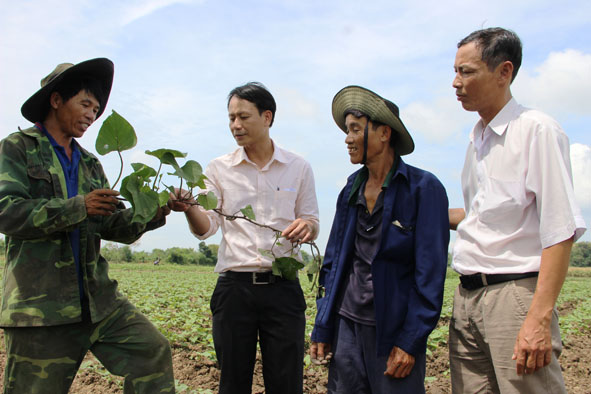 Cán bộ  Phòng  Nông nghiệp và Phát triển nông thôn huyện Lắk xuống đồng hướng dẫn người dân  gieo  trồng khoai.
