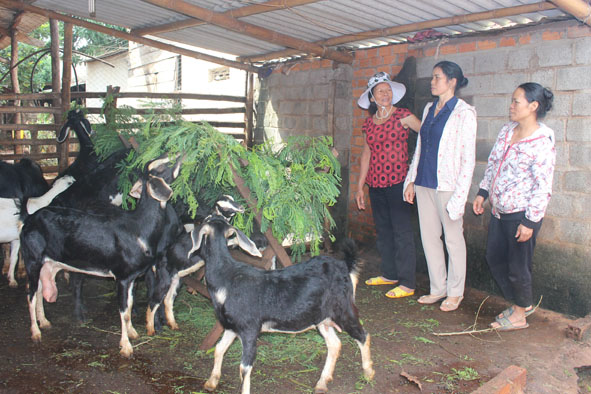 Hội viên phụ nữ tham quan mô hình chăn nuôi của gia đình chị Hoàng Thị Chấn.