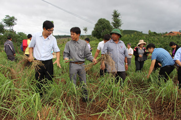 Cán bộ  Ban Dân vận Tỉnh ủy  và người dân xã Ea Yiêng, huyện  Krông Pắc tham quan vườn sả  tại xã  Ea Tir. 