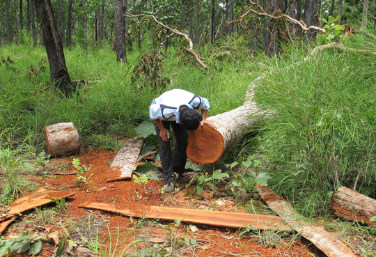 Cả những cây gỗ nhỏ trong Vườn Quốc gia Yók Đôn cũng bị đốn hạ Ảnh: Cao Nguyên