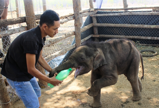 Nhân viên Trung tâm Bảo tồn voi đang cho voi con uống sữa.
