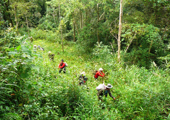 Tuần tra rừng ở Vườn Quốc gia Chư Yang Sin.