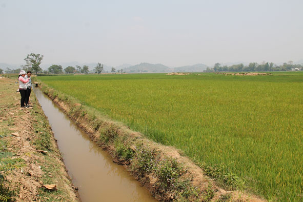 Hệ thống kênh mương nội đồng ở huyện Lắk phần lớn chưa được kiên cố hóa.