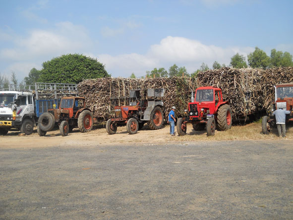 Mía nguyên liệu ở các vùng gần nhà máy được vận chuyển bằng xe công nông.